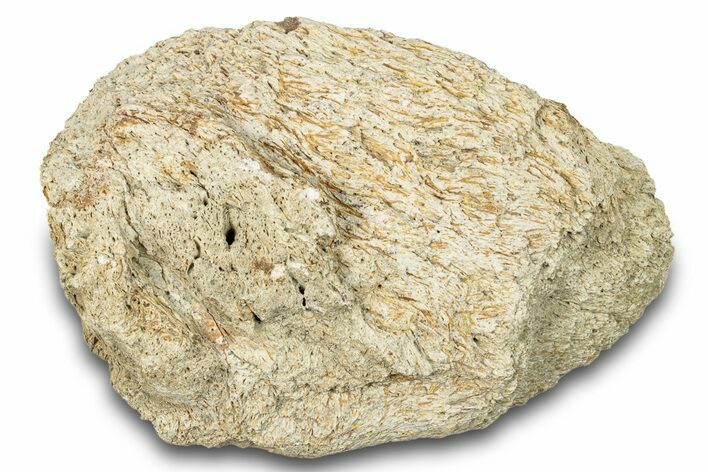 Dinosaur (Triceratops) Frill Shield Section - Montana #266868